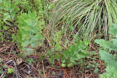 Asclepias