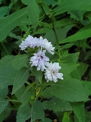 Symphyotrichum drummondii
