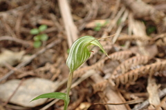 Pterostylis alobula