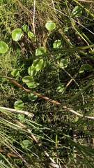 Hydrocotyle verticillata