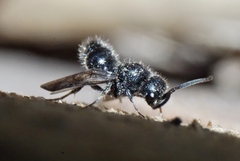 Pompiloidea