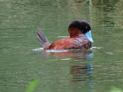 Oxyura ferruginea