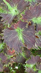 Coleus scutellarioides