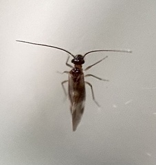 Elipsocidae