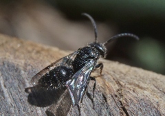 Pompiloidea