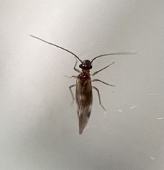 Elipsocidae