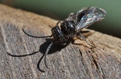 Pompiloidea
