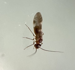 Elipsocidae