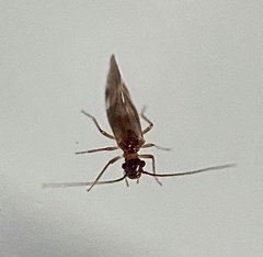 Elipsocidae