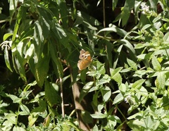 Junonia
