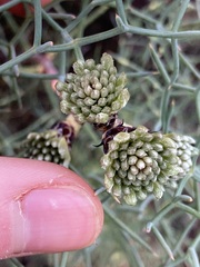 Petrophile divaricata
