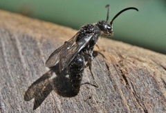 Pompiloidea