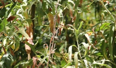 Lestidae