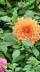 Dahlia