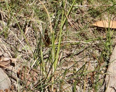 Junonia