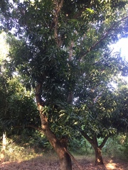 Mangifera indica