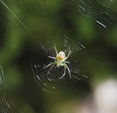 Mangora