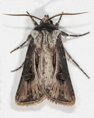 Agrotis venerabilis
