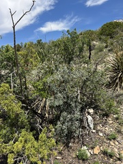 Berberis trifoliolata