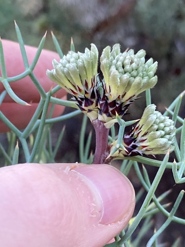 Image of Petrophile divaricata by (c) Thomas Mesaglio, some rights reserved (CC BY)