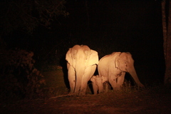 Elephas maximus indicus