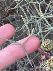 Petrophile divaricata