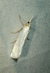 Crambus perlella