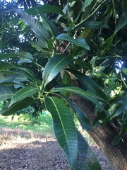 Mangifera indica