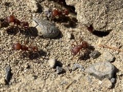 Pogonomyrmex salinus
