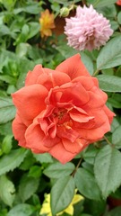 Rosa chinensis