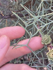 Petrophile divaricata
