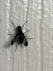 Tritoxa flexa