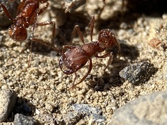Pogonomyrmex salinus