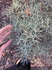 Petrophile divaricata