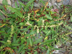 Rumex salicifolius