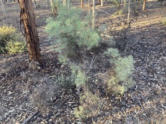 Petrophile divaricata