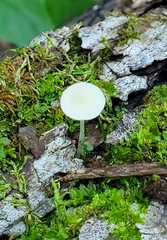 Mycena subcaerulea