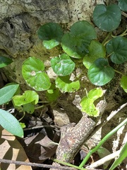 Geophila repens