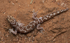 Rhynchoedura ormsbyi