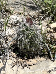 Neolloydia conoidea