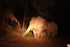 Elephas maximus indicus