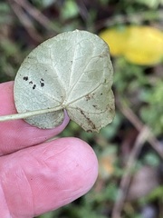 Geophila repens