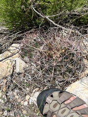 Hamatocactus hamatacanthus hamatacanthus