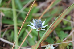 Eryngium carlinae
