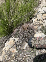 Hamatocactus hamatacanthus hamatacanthus