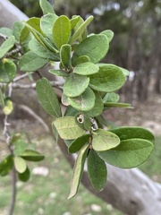 Diospyros texana