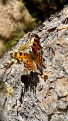 Polygonia faunus