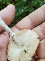 Leucoagaricus rubrotinctus
