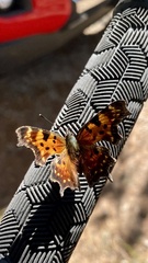 Polygonia faunus