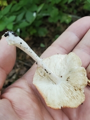Leucoagaricus rubrotinctus